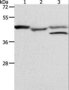 PSMD6 Antibody - Western blot analysis of K562 cell and mouse heart tissue, MCF7 cell, using PSMD6 Polyclonal Antibody at dilution of 1:900.