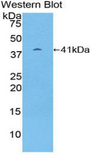 PSMD7 / MOV34 Antibody - Western blot of recombinant PSMD7 / MOV34.  This image was taken for the unconjugated form of this product. Other forms have not been tested.