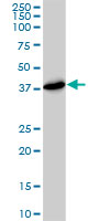 PSMD7 / MOV34 Antibody - PSMD7 monoclonal antibody (M01), clone 2G5. Western Blot analysis of PSMD7 expression in HeLa NE.