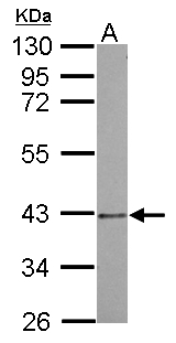 PSMD7 / MOV34 Antibody - Sample (30 ug of whole cell lysate) A: A549 10% SDS PAGE PSMD7 antibody diluted at 1:500