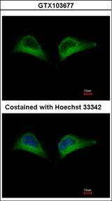 PSMD7 / MOV34 Antibody - Immunofluorescence of methanol-fixed HeLa, using PSMD7 antibody at 1:500 dilution.