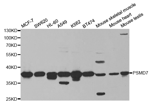 PSMD7 / MOV34 Antibody - Western blot analysis of extracts of various cell lines.