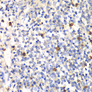 PSMD7 / MOV34 Antibody - Immunohistochemistry of paraffin-embedded mouse spleen tissue.