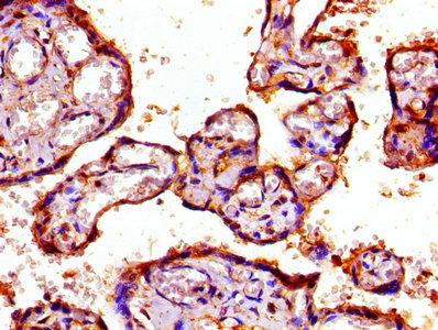 PSMD7 / MOV34 Antibody - IHC image of PSMD7 Antibody diluted at 1:800 and staining in paraffin-embedded human placenta tissue performed on a Leica BondTM system. After dewaxing and hydration, antigen retrieval was mediated by high pressure in a citrate buffer (pH 6.0). Section was blocked with 10% normal goat serum 30min at RT. Then primary antibody (1% BSA) was incubated at 4°C overnight. The primary is detected by a biotinylated secondary antibody and visualized using an HRP conjugated SP system.