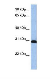 PSMD8 / RPN12 Antibody - HepG2 cell lysate. Antibody concentration: 1.0 ug/ml. Gel concentration: 12%.  This image was taken for the unconjugated form of this product. Other forms have not been tested.