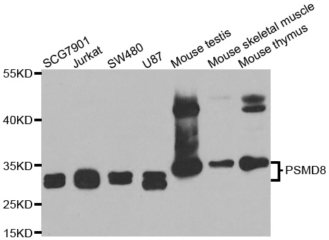PSMD8 / RPN12 Antibody - Western blot analysis of extracts of various cell lines.