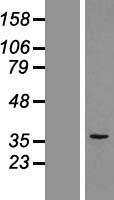 PSMD8 / RPN12 Protein - Western validation with an anti-DDK antibody * L: Control HEK293 lysate R: Over-expression lysate