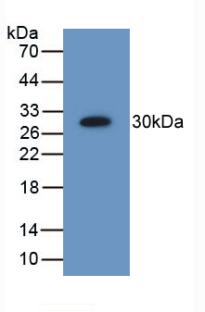 PSMD9 / 26S Proteasome Antibody - Western Blot; Sample: Recombinant PSMD9, Human.