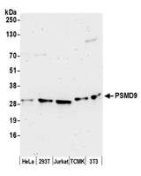 PSMD9 / 26S Proteasome Antibody - Detection of human and mouse PSMD9 by western blot. Samples: Whole cell lysate (50 µg) from HeLa, HEK293T, Jurkat, mouse TCMK-1, and mouse NIH 3T3 cells prepared using NETN lysis buffer. Antibody: Affinity purified rabbit anti-PSMD9 antibody used for WB at 0.1 µg/ml. Detection: Chemiluminescence with an exposure time of 3 minutes.