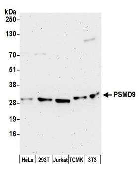 PSMD9 / 26S Proteasome Antibody - Detection of human and mouse PSMD9 by western blot. Samples: Whole cell lysate (50 µg) from HeLa, HEK293T, Jurkat, mouse TCMK-1, and mouse NIH 3T3 cells prepared using NETN lysis buffer. Antibody: Affinity purified rabbit anti-PSMD9 antibody used for WB at 0.1 µg/ml. Detection: Chemiluminescence with an exposure time of 3 minutes.