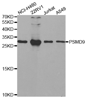 PSMD9 / 26S Proteasome Antibody - Western blot analysis of extracts of various cell lines, using PSMD9 antibody.