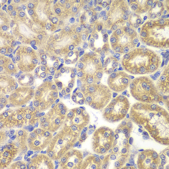 PSMD9 / 26S Proteasome Antibody - Immunohistochemistry of paraffin-embedded rat kidney tissue.