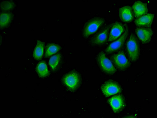 PSMD9 / 26S Proteasome Antibody - Immunofluorescent analysis of A549 cells using PSMD9 Antibody at a dilution of 1:100 and Alexa Fluor 488-congugated AffiniPure Goat Anti-Rabbit IgG(H+L)