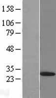 PSMD9 / 26S Proteasome Protein - Western validation with an anti-DDK antibody * L: Control HEK293 lysate R: Over-expression lysate