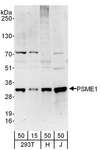 PSME1 Antibody - Detection of Human PSME1 by Western Blot. Samples: Whole cell lysate from 293T (15 and 50 ug), HeLa (H; 50 ug), and Jurkat (J; 50 ug) cells. Antibodies: Affinity purified rabbit anti-PSME1 antibody used for WB at 0.4 ug/ml. Detection: Chemiluminescence with an exposure time of 3 minutes.