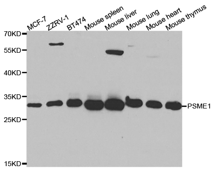 PSME1 Antibody - Western blot analysis of extracts of various cell lines.