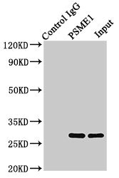 PSME1 Antibody - Immunoprecipitating PSME1 in Jurkat whole cell lysate Lane 1: Rabbit control IgG (1µg) instead of product in Jurkat whole cell lysate.For western blotting,a HRP-conjugated Protein G antibody was used as the Secondary antibody (1/2000) Lane 2: product (8µg) + Jurkat whole cell lysate (500µg) Lane 3: Jurkat whole cell lysate (10µg)