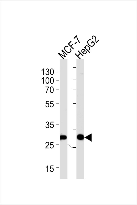 PSME2 Antibody - Western blot of lysates from MCF-7, HepG2 cell line (from left to right), using PSME2 Antibody. Antibody was diluted at 1:1000 at each lane. A goat anti-rabbit IgG H&L (HRP) at 1:5000 dilution was used as the secondary antibody. Lysates at 35ug per lane.