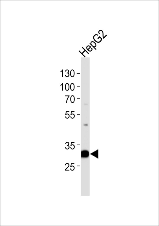 PSME2 Antibody - Western blot of lysate from HepG2 cell line, using PSME2 Antibody. Antibody was diluted at 1:1000 at each lane. A goat anti-rabbit IgG H&L (HRP) at 1:5000 dilution was used as the secondary antibody. Lysate at 35ug per lane.