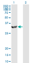 PSME2 Antibody - Western blot of PSME2 expression in transfected 293T cell line by PSME2 monoclonal antibody (M02), clone 1G4.