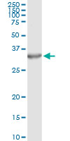 PSME2 Antibody - Immunoprecipitation of PSME2 transfected lysate using anti-PSME2 monoclonal antibody and Protein A Magnetic Bead.