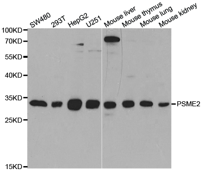 PSME2 Antibody - Western blot analysis of extracts of various cell lines.
