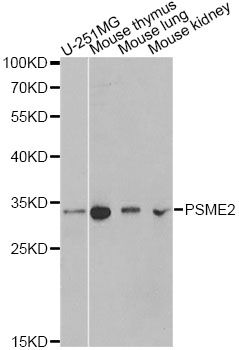 PSME2 Antibody - Western blot analysis of extracts of various cell lines, using PSME2 antibody at 1:1000 dilution. The secondary antibody used was an HRP Goat Anti-Rabbit IgG (H+L) at 1:10000 dilution. Lysates were loaded 25ug per lane and 3% nonfat dry milk in TBST was used for blocking. An ECL Kit was used for detection and the exposure time was 90s.