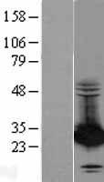 PSME2 Protein - Western validation with an anti-DDK antibody * L: Control HEK293 lysate R: Over-expression lysate