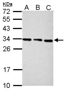PSME3 Antibody - Sample (30 ug of whole cell lysate). A: NIH-3T3, B: JC, C: BCL-1. 12% SDS PAGE. PSME3 antibody diluted at 1:2000.