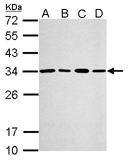 PSME3 Antibody - Sample (30 ug of whole cell lysate). A: A549, B: H1299, C: HCT116, D: MCF-7. 12% SDS PAGE. PSME3 antibody diluted at 1:2000.