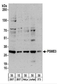 PSME3 Antibody - Detection of Human and Mouse PSME3 by Western Blot. Samples: Whole cell lysate from 293T (15 and 50 ug), HeLa (50 ug), Jurkat (50 ug), and mouse NIH3T3 (50 ug) cells. Antibodies: Affinity purified rabbit anti-PSME3 antibody used for WB at 1 ug/ml. Detection: Chemiluminescence with an exposure time of 3 minutes.
