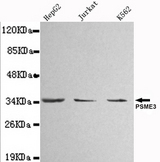 PSME3 Antibody - Western blot detection of PSME3 in HepG2 ,Jurkat&K562 whole cell lysate(1:1000 diluted).