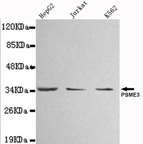 PSME3 Antibody - Western blot detection of PSME3 in HepG2 ,Jurkat&K562 whole cell lysate(1:1000 diluted).