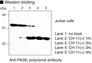 PSME3 Antibody