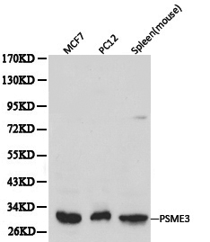 PSME3 Antibody - Western blot of PSME3 pAb in extracts from MCF7, PC12 cells and mouse spleen tissue.