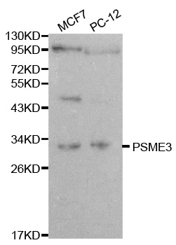 PSME3 Antibody - Western blot analysis of extracts of various cell lines, using PSME3 antibody at 1:1000 dilution. The secondary antibody used was an HRP Goat Anti-Rabbit IgG (H+L) at 1:10000 dilution. Lysates were loaded 25ug per lane and 3% nonfat dry milk in TBST was used for blocking.