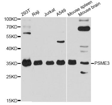 PSME3 Antibody - Western blot analysis of extracts of various cell lines, using PSME3 antibody at 1:3000 dilution. The secondary antibody used was an HRP Goat Anti-Rabbit IgG (H+L) at 1:10000 dilution. Lysates were loaded 25ug per lane and 3% nonfat dry milk in TBST was used for blocking. An ECL Kit was used for detection and the exposure time was 30s.