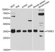 PSME3 Antibody - Western blot analysis of extracts of various cell lines, using PSME3 antibody at 1:3000 dilution. The secondary antibody used was an HRP Goat Anti-Rabbit IgG (H+L) at 1:10000 dilution. Lysates were loaded 25ug per lane and 3% nonfat dry milk in TBST was used for blocking. An ECL Kit was used for detection and the exposure time was 30s.