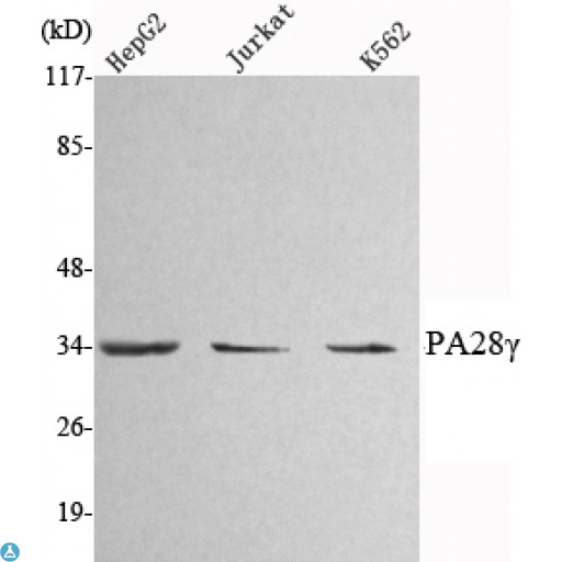 PSME3 Antibody - Western Blot (WB) analysis using PA28gamma Monoclonal Antibody against HepG2, Jurkat, K562 cell lysate.