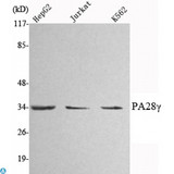 PSME3 Antibody - Western Blot (WB) analysis using PA28gamma Monoclonal Antibody against HepG2, Jurkat, K562 cell lysate.