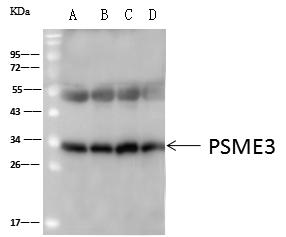 PSME3 Antibody - PSME3 was immunoprecipitated using: Lane A: 0.5 mg Jurkat Whole Cell Lysate. Lane B: 0.5 mg A-431 Whole Cell Lysate. Lane C:0.5 mg MCF7 Whole Cell Lysate. Lane D:0.5 mg HepG2 Whole Cell Lysate. 4uL anti-PSME3 rabbit polyclonal antibody and 60 ug of Immunomagnetic beads Protein A/G. Primary antibody: Anti-PSME3 rabbit polyclonal antibody, at 1:100 dilution. Secondary antibody: Goat Anti-Rabbit IgG (H+L)/HRP at 1/10000 dilution. Developed using the ECL technique. Performed under reducing conditions. Predicted band size: 29 kDa. Observed band size: 34 kDa.