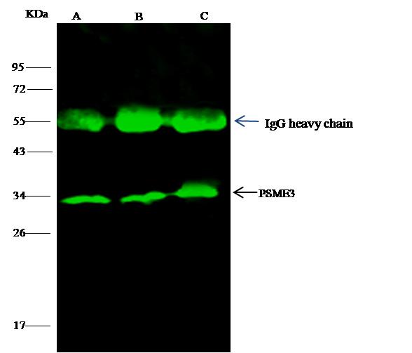 PSME3 Antibody - PSME3 was immunoprecipitated using: Lane A: 0.5 mg MCF-7 Whole Cell Lysate. Lane B: 0.5 mg HepG2 Whole Cell Lysate. Lane C:0.5 mg Jurkat Whole Cell Lysate. 4 uL anti-PSME3 rabbit polyclonal antibody and 15 ul of 50% Protein G agarose. Primary antibody: Anti-PSME3 rabbit polyclonal antibody, at 1:100 dilution. Secondary antibody: Dylight 800-labeled antibody to rabbit IgG (H+L), at 1:5000 dilution. Developed using the odssey technique. Performed under reducing conditions. Predicted band size: 29 kDa. Observed band size: 33 kDa.