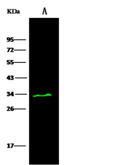 PSME3 Antibody - Anti-PSME3 rabbit polyclonal antibody at 1:500 dilution. Lane A: K562 Whole Cell Lysate. Lysates/proteins at 30 ug per lane. Secondary: Goat Anti-Rabbit IgG H&L (Dylight 800) at 1/10000 dilution. Developed using the Odyssey technique. Performed under reducing conditions. Predicted band size: 29 kDa. Observed band size: 34 kDa.