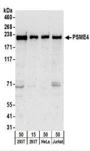 PSME4 / PA200 Antibody - Detection of Human PSME4 by Western Blot. Samples: Whole cell lysate from 293T (15 and 50 ug), HeLa (50 ug), and Jurkat (50 ug) cells. Antibodies: Affinity purified rabbit anti-PSME4 antibody used for WB at 0.4 ug/ml. Detection: Chemiluminescence with an exposure time of 3 minutes.