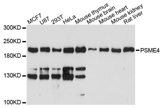 PSME4 / PA200 Antibody - Western blot analysis of extracts of various cell lines, using PSME4 antibody at 1:3000 dilution. The secondary antibody used was an HRP Goat Anti-Rabbit IgG (H+L) at 1:10000 dilution. Lysates were loaded 25ug per lane and 3% nonfat dry milk in TBST was used for blocking. An ECL Kit was used for detection and the exposure time was 1s.