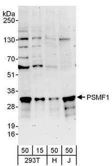 PSMF1 Antibody - Detection of Human PSMF1 by Western Blot. Samples: Whole cell lysate from 293T (15 and 50 ug), HeLa (H; 50 ug), and Jurkat (J; 50 ug) cells. Antibodies: Affinity purified rabbit anti-PSMF1 antibody used for WB at 0.1 ug/ml. Detection: Chemiluminescence with an exposure time of 3 minutes.