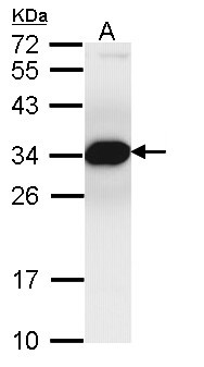 PSMF1 Antibody - Sample (30 ug of whole cell lysate). A: Hep G2 . 12% SDS PAGE. PSMF1 antibody diluted at 1:1000.