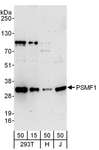 PSMF1 Antibody - Detection of Human PSMF1 by Western Blot. Samples: Whole cell lysate from 293T (15 and 50 ug), HeLa (H; 50 ug), and Jurkat (J; 50 ug) cells. Antibodies: Affinity purified rabbit anti-PSMF1 antibody used for WB at 0.4 ug/ml. Detection: Chemiluminescence with an exposure time of 3 minutes.