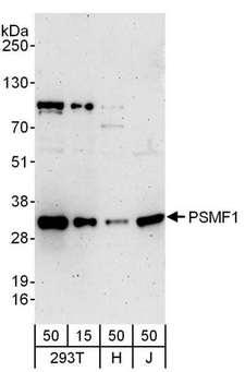 PSMF1 Antibody - Detection of Human PSMF1 by Western Blot. Samples: Whole cell lysate from 293T (15 and 50 ug), HeLa (H; 50 ug), and Jurkat (J; 50 ug) cells. Antibodies: Affinity purified rabbit anti-PSMF1 antibody used for WB at 0.4 ug/ml. Detection: Chemiluminescence with an exposure time of 3 minutes.