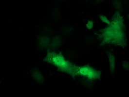 PSMF1 Antibody - Anti-PSMF1 mouse monoclonal antibody immunofluorescent staining of COS7 cells transiently transfected by pCMV6-ENTRY PSMF1.